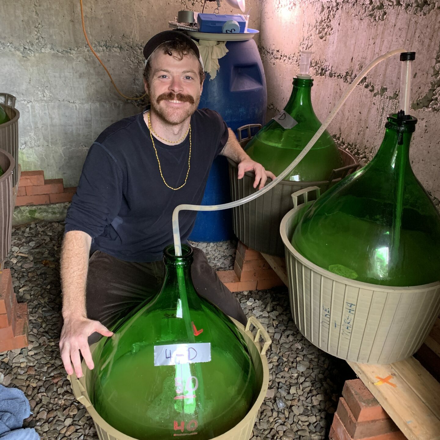 Charlie, from Sylvan Cider, in the cider-cellar syphoning (i.e. racking) perry between demijohns.