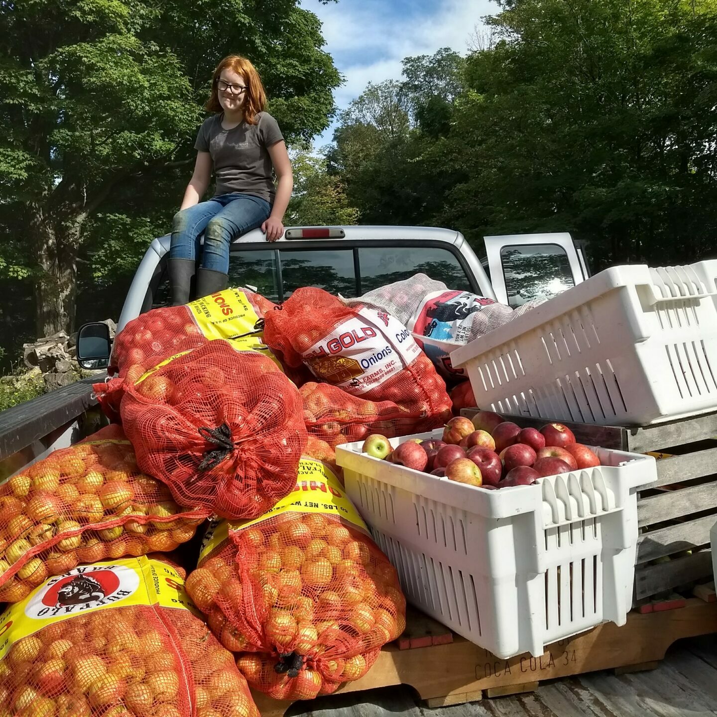 Transporting apples at Blackduck Cidery.