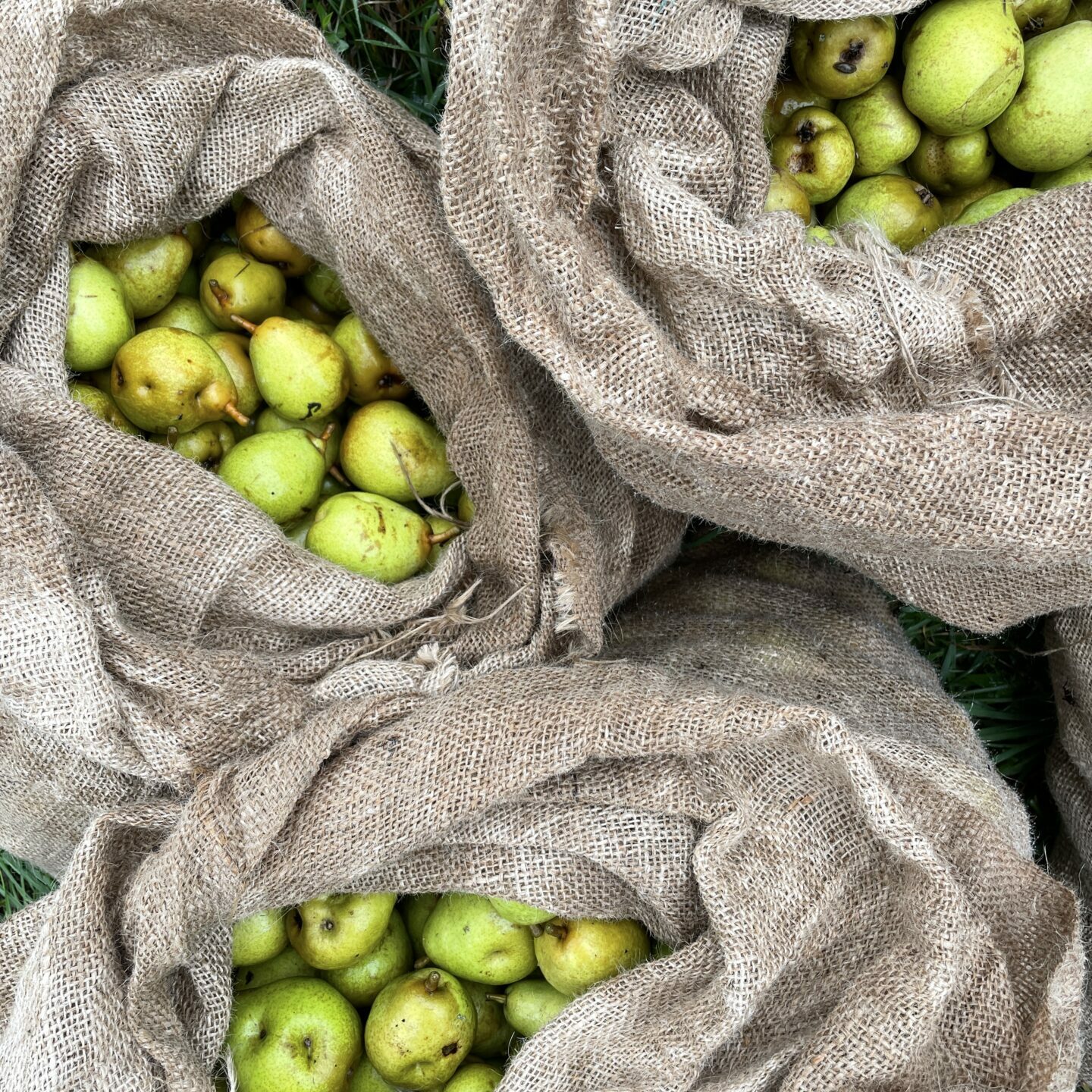 Pears harvested for perry at Sylvan Cider