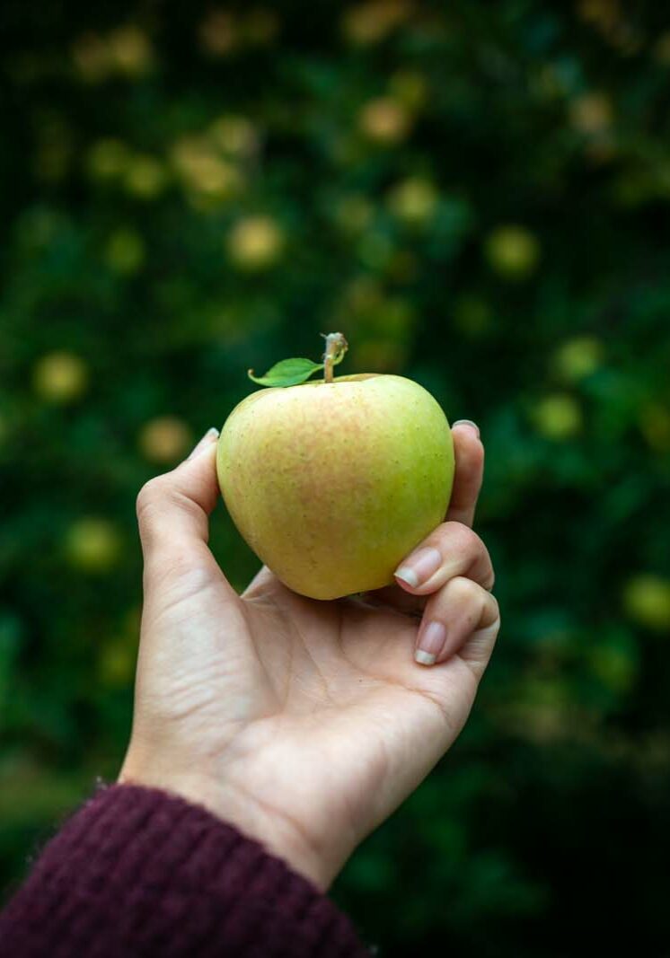 The Apple Barrel Orchards 43